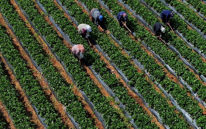 Besilik sığır ve hububat için dev destek: Çiftçiye 345 milyon TL tarımsal destekleme ödemesi başladı
