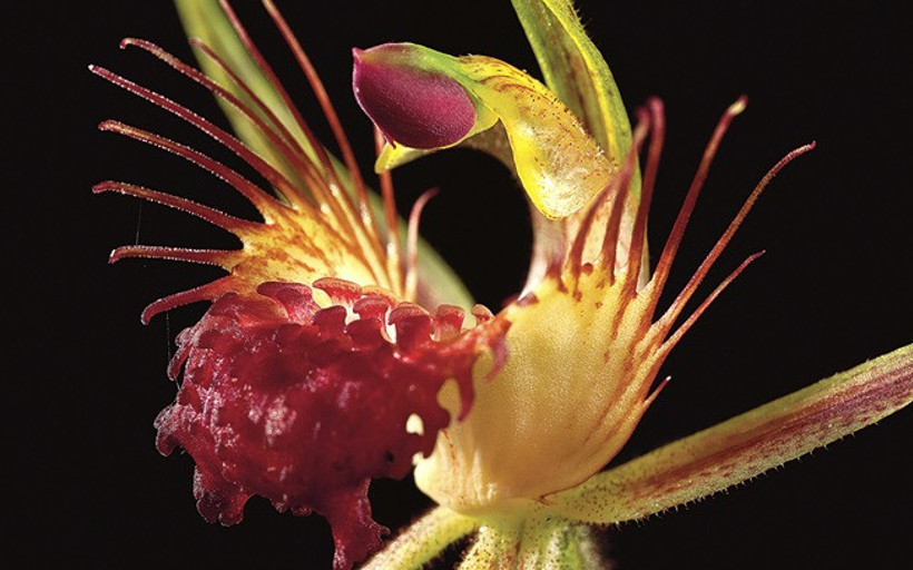 Makro fotoğraf çekimi için 5 ipucu