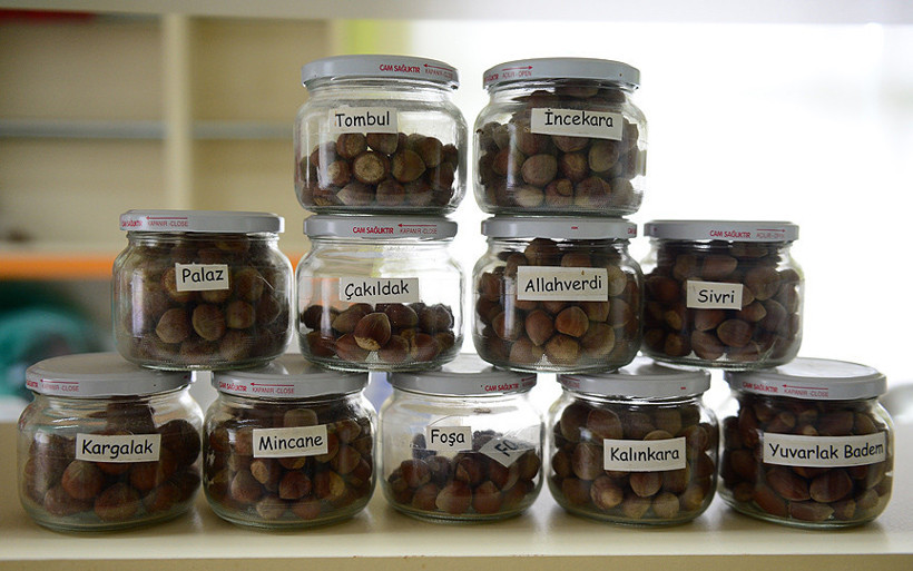 Soğuğa dayanıklı fındık çeşidi geliştirilecek - Resim : 1