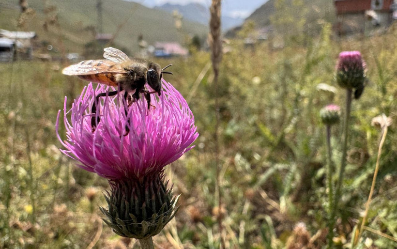 Çiftçileri üzen zirai don arıcıları şaşkına çevirdi: Anzer balında rekor rekolte! - Resim: 3