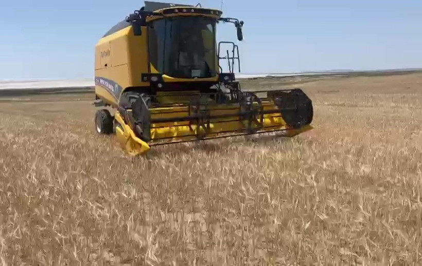 Kuraklık arpayı da vurdu! Verim düşük, hasat erken yapıldı - Resim : 1