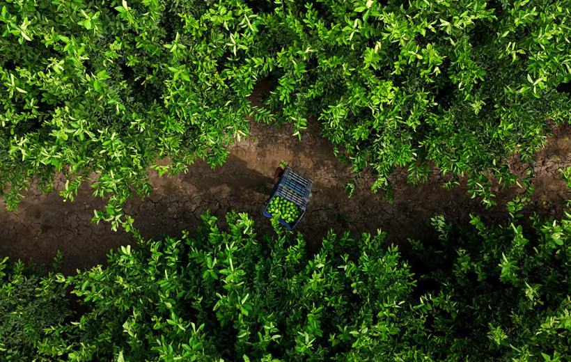 Markette cep yakıyor, kilosu 150 lirayı aştı! Zirai donun vurduğu limonda hasat vakti, fiyatlar düşecek mi? - Resim : 2