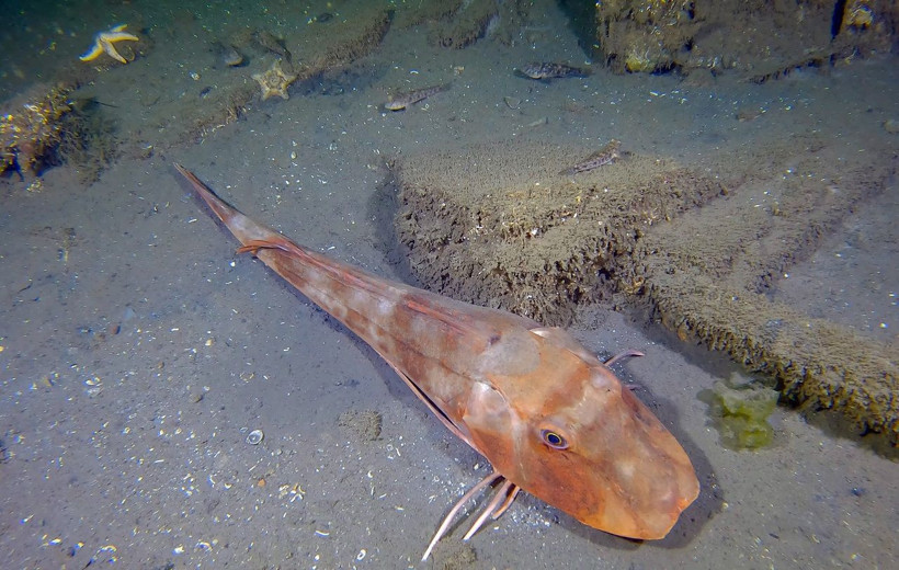 17 Ağustos depreminin izleri deniz altında: 26 yıl sonra görüntülendi - Resim: 5