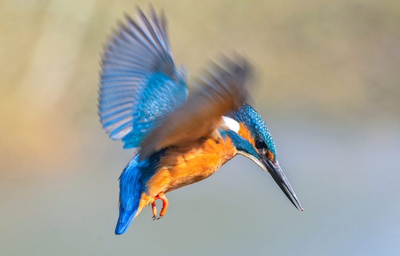 Parlak tüyleri ve hızıyla dikkat çeken Yalıçapkını kuşları İngiltere'de objektiflere yakalandı - Resim: 1