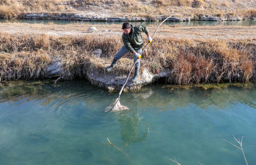 Van'da alabalık sağımı yapıldı! İşte o görüntüler... - Resim: 4