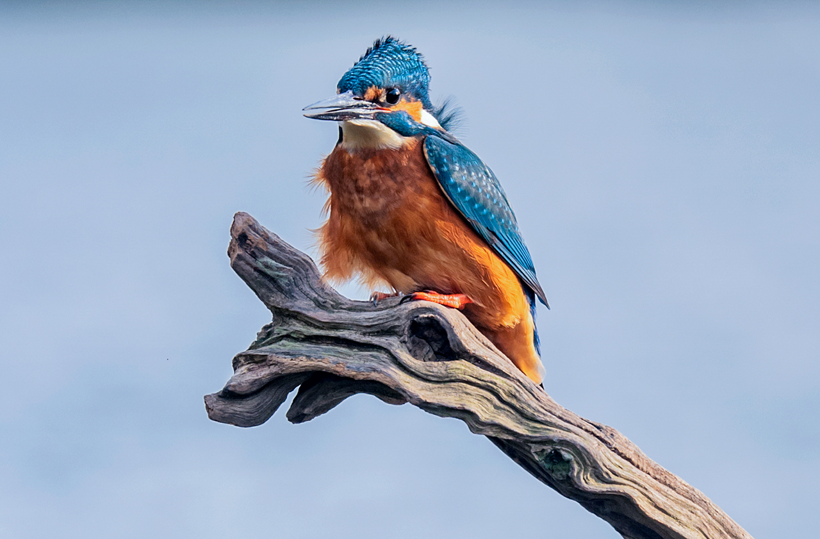 Parlak tüyleri ve hızıyla dikkat çeken Yalıçapkını kuşları İngiltere'de objektiflere yakalandı - Resim: 6