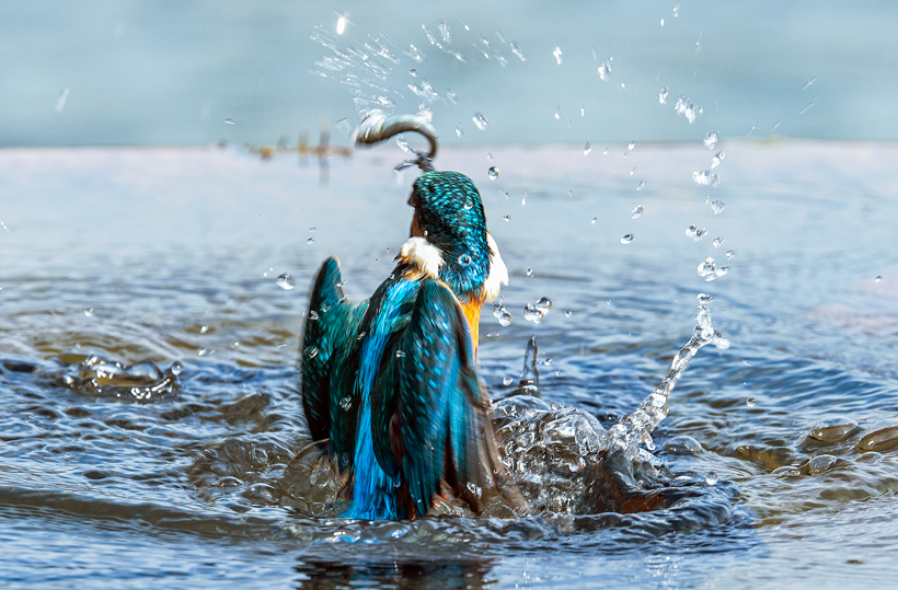 Parlak tüyleri ve hızıyla dikkat çeken Yalıçapkını kuşları İngiltere'de objektiflere yakalandı - Resim: 3