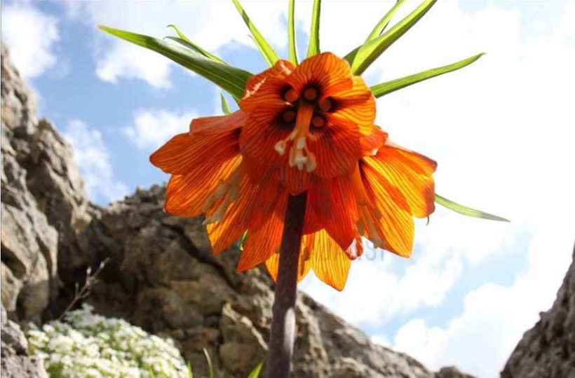 Siirt'te yılda sadece 20 gün açan "ağlayan gelinler" için seferberlik başladı - Resim: 3