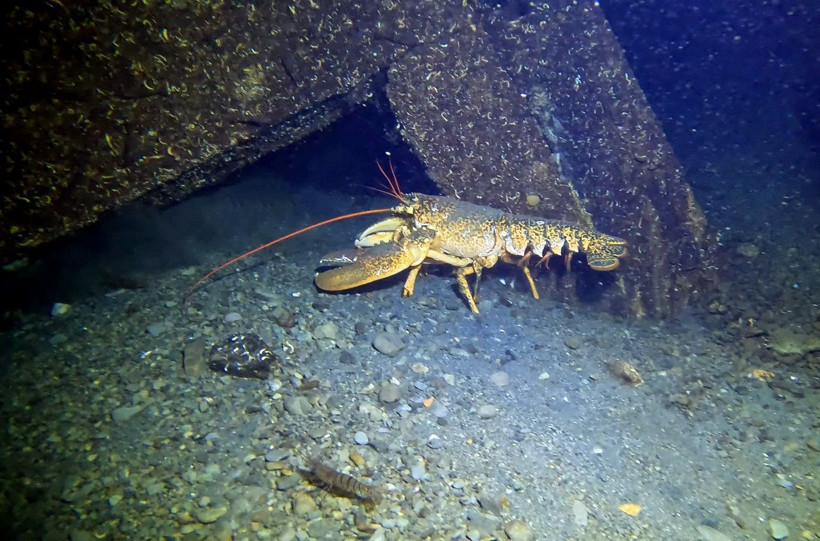 17 Ağustos depreminin izleri deniz altında: 26 yıl sonra görüntülendi - Resim: 4