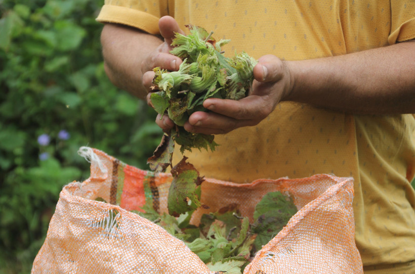 Yeşil altında hasat başladı, fındık alım fiyatları merak konusu - Resim : 2