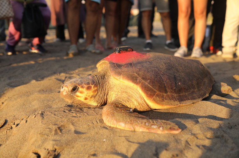 Akdeniz'in gezgini yıllar sonra döndü! Caretta Caretta 'Tuba'ya yeniden takip cihazı takıldı - Resim : 1