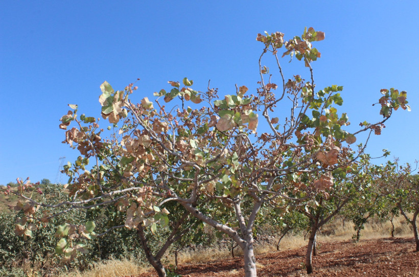 Siirt'te fıstık alarmı: 1 milyon ağaç kuruma riski altında: Rekoltede yüzde 80 kayıp - Resim : 1