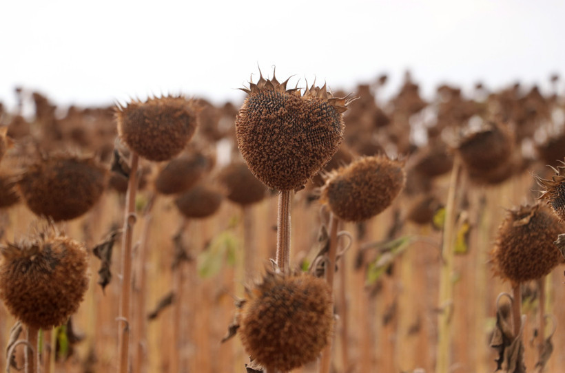 Anıza ekim ayçiçeği üreticisini sevindirdi: Verim iki katına çıktı - Resim : 1