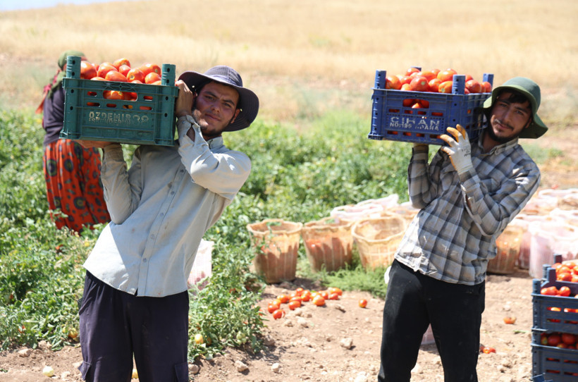 Manavda 25 tarlada 8 TL! Domates hasadı başladı - Resim : 1