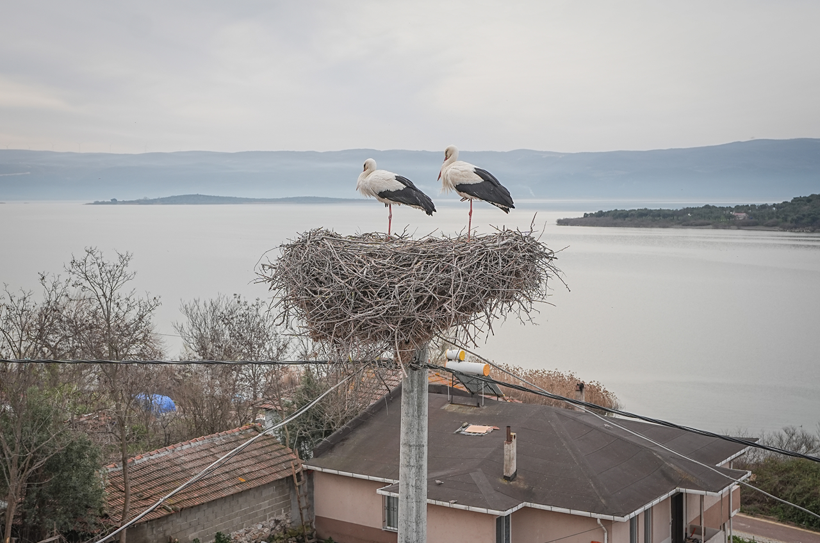 Uluabat Gölü'nün vefalı ziyaretçisi Yaren Leylek, dostu Adem Yılmaz'la buluştu... - Resim: 2