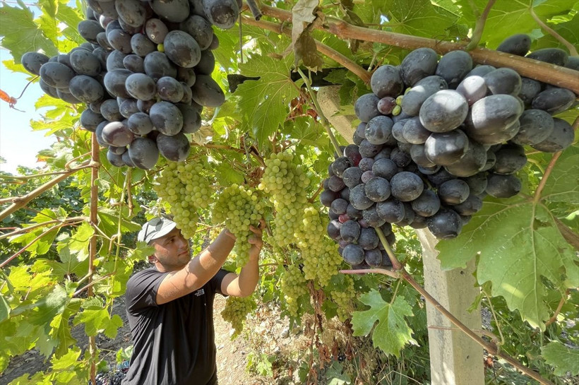110 bin dekar alanda yetiştirildi, birçok şehre gönderiliyor - Resim: 15