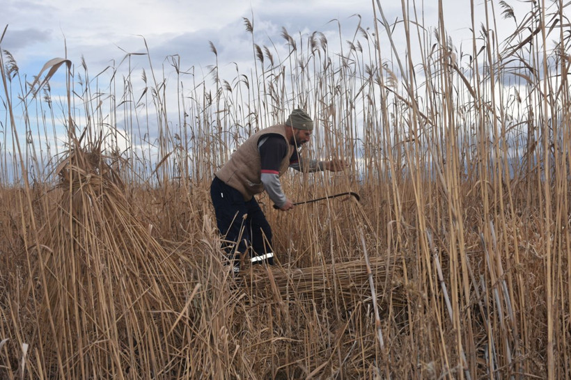 Göl kenarındaki kamışlar 5 köyün geçim kaynağı oldu - Resim: 3