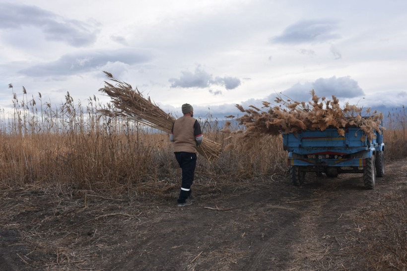 Göl kenarındaki kamışlar 5 köyün geçim kaynağı oldu - Resim: 4