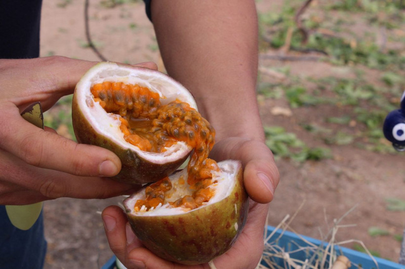 İzmir'de üretti, rotayı Avrupa'ya çevirdi: Reçel, sos ve çay da yapılıyor - Resim: 2