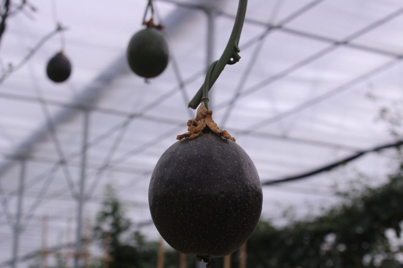 İzmir'de üretti, rotayı Avrupa'ya çevirdi: Reçel, sos ve çay da yapılıyor - Resim: 6