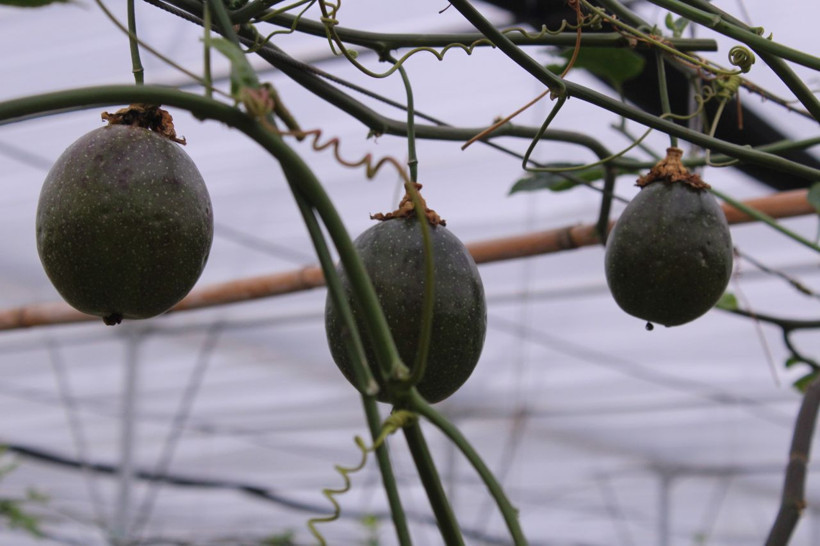 İzmir'de üretti, rotayı Avrupa'ya çevirdi: Reçel, sos ve çay da yapılıyor - Resim: 7
