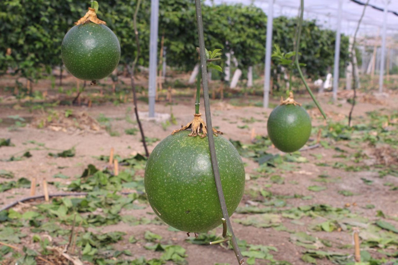 İzmir'de üretti, rotayı Avrupa'ya çevirdi: Reçel, sos ve çay da yapılıyor - Resim: 12