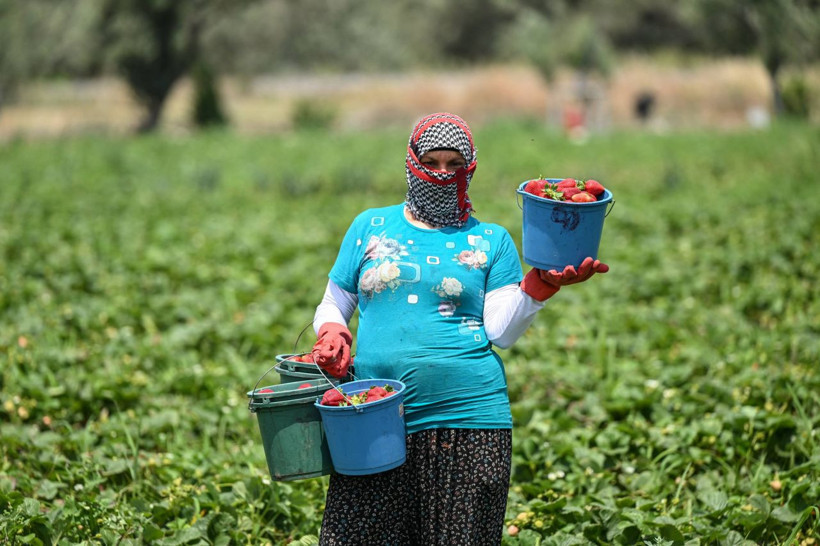 Oylarını kullanan üreticiler hasada devam etti - Resim: 10