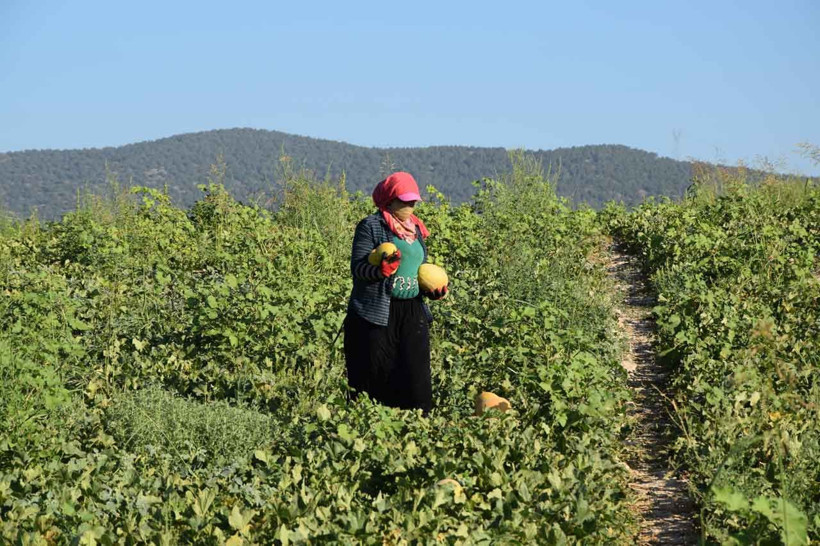 Bilecik'teki 'Medetli kavunu' İstanbul yolunda - Resim: 3