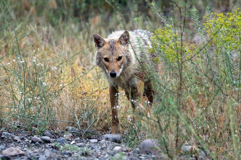 Ağrı Dağı'nda 40 derecede yaban göçü! - Resim: 4