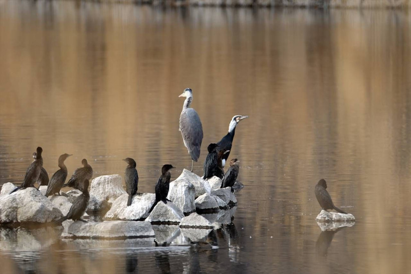 Ağrı Dağı'nda 40 derecede yaban göçü! - Resim: 5