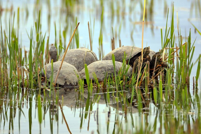 Ağrı Dağı'nda 40 derecede yaban göçü! - Resim: 7