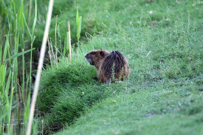 Ağrı Dağı'nda 40 derecede yaban göçü! - Resim: 8