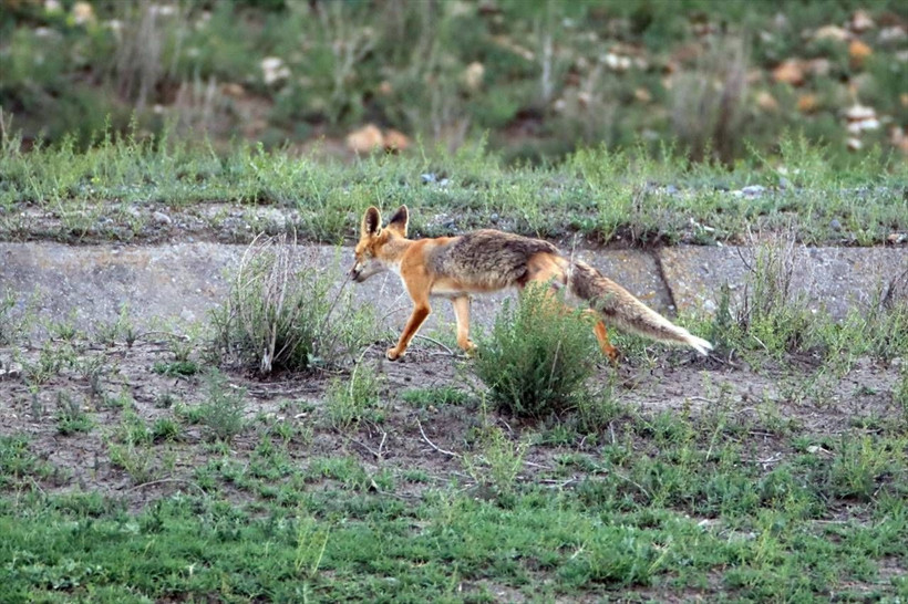 Ağrı Dağı'nda 40 derecede yaban göçü! - Resim: 9