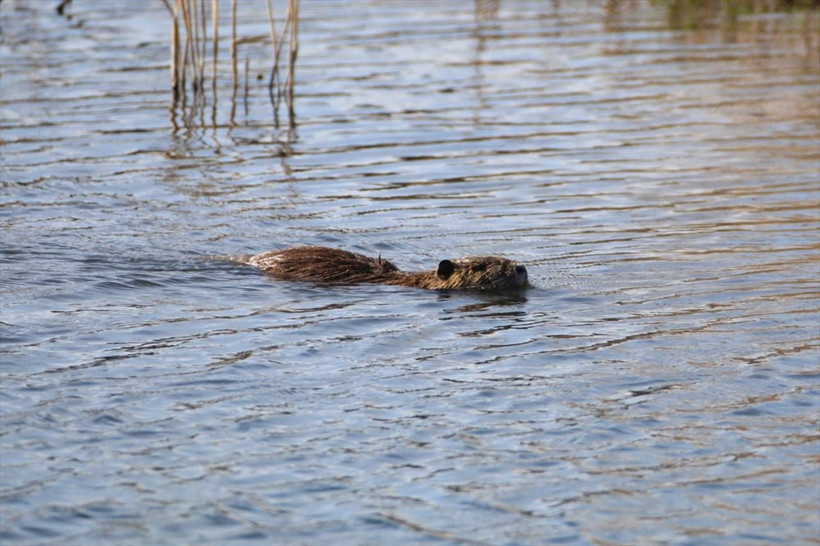 Ağrı Dağı'nda 40 derecede yaban göçü! - Resim: 10