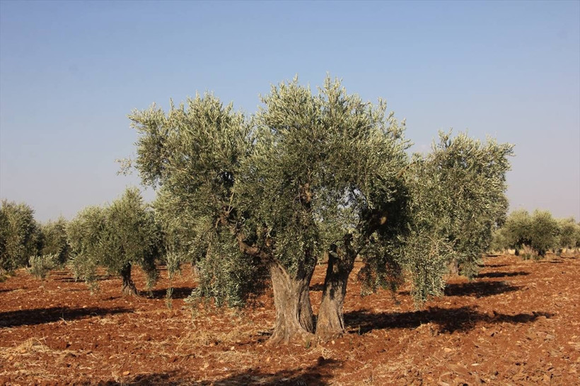 Kuraklık Kilis zeytinini etkilemedi; rekolte artacak - Resim: 2