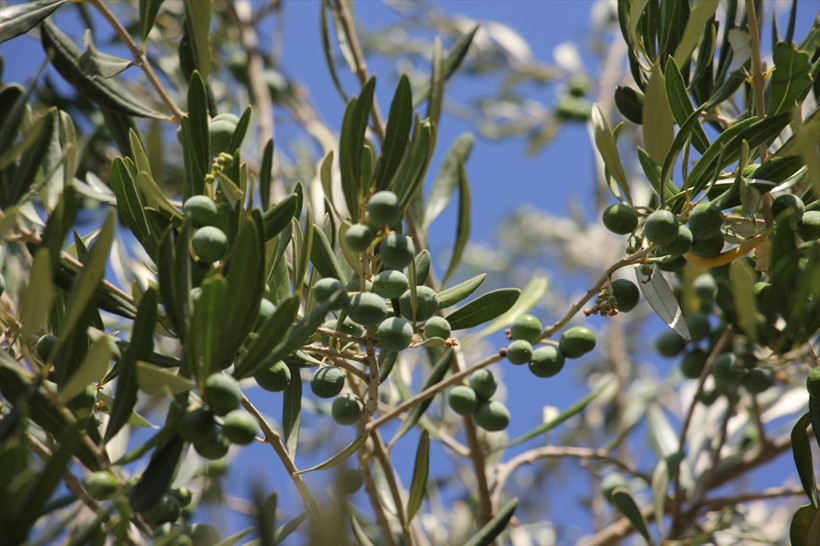 Kuraklık Kilis zeytinini etkilemedi; rekolte artacak - Resim: 3