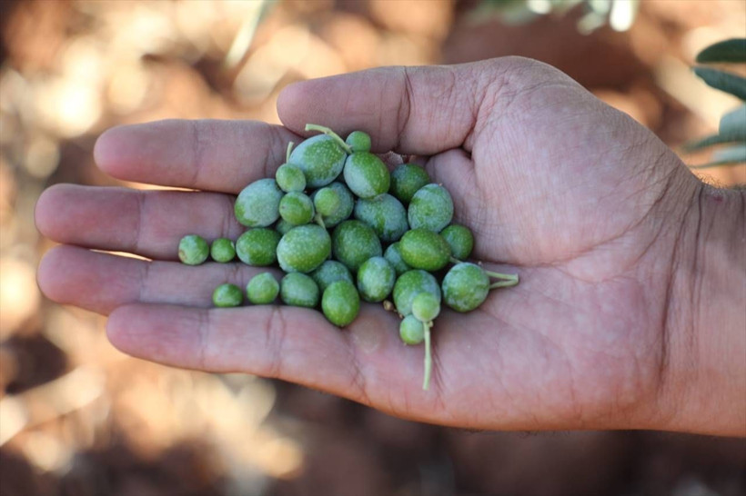 Kuraklık Kilis zeytinini etkilemedi; rekolte artacak - Resim: 6