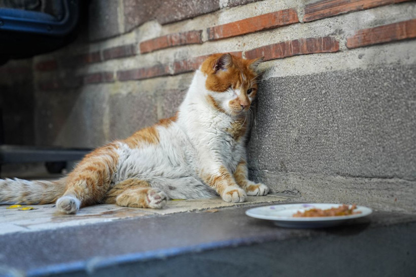 Garfield Tarçın tarihi hanın gözbebeği oldu! Şehir dışından ziyarete geliyorlar - Resim: 4