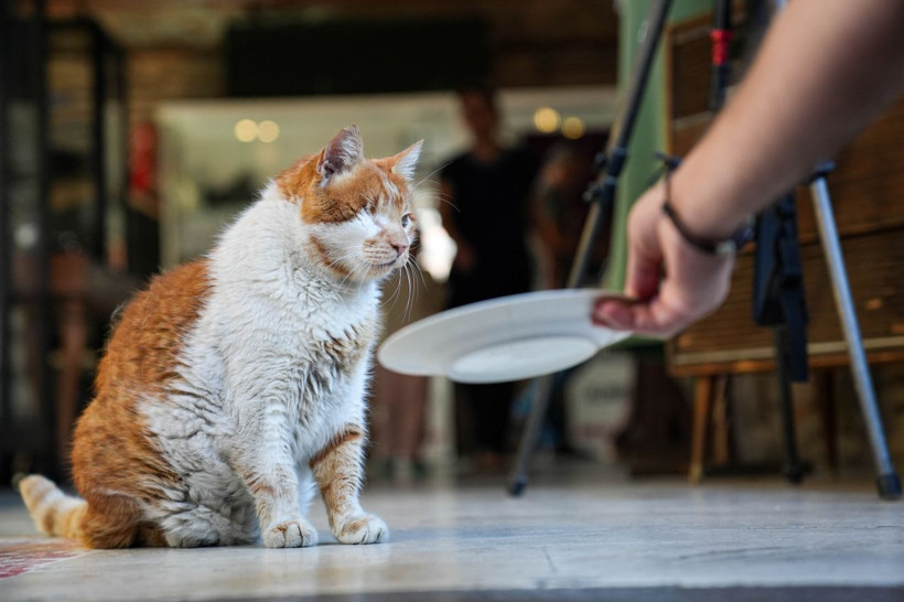 Garfield Tarçın tarihi hanın gözbebeği oldu! Şehir dışından ziyarete geliyorlar - Resim: 8