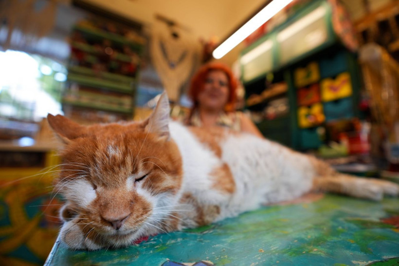 Garfield Tarçın tarihi hanın gözbebeği oldu! Şehir dışından ziyarete geliyorlar - Resim: 10