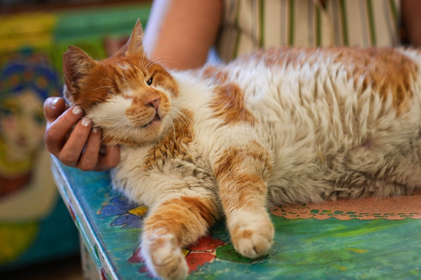 Garfield Tarçın tarihi hanın gözbebeği oldu! Şehir dışından ziyarete geliyorlar - Resim: 12