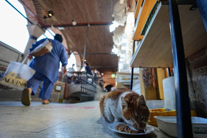 Garfield Tarçın tarihi hanın gözbebeği oldu! Şehir dışından ziyarete geliyorlar - Resim: 16
