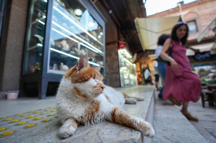 Garfield Tarçın tarihi hanın gözbebeği oldu! Şehir dışından ziyarete geliyorlar - Resim: 19