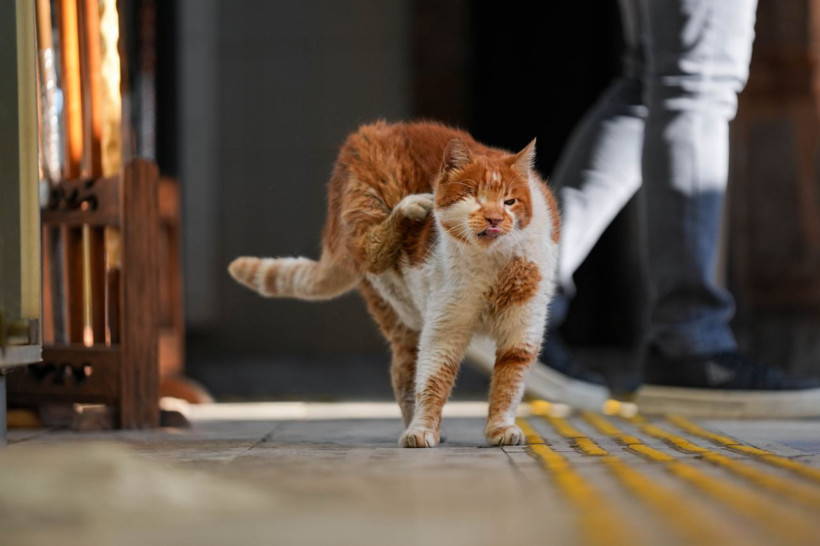 Garfield Tarçın tarihi hanın gözbebeği oldu! Şehir dışından ziyarete geliyorlar - Resim: 21
