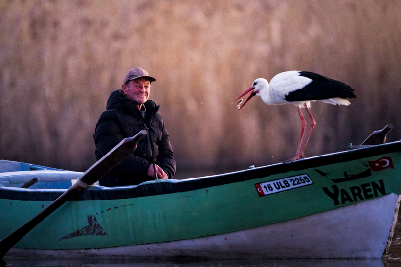 Uluabat Gölü'nün vefalı ziyaretçisi Yaren Leylek, dostu Adem Yılmaz'la buluştu... - Resim: 9