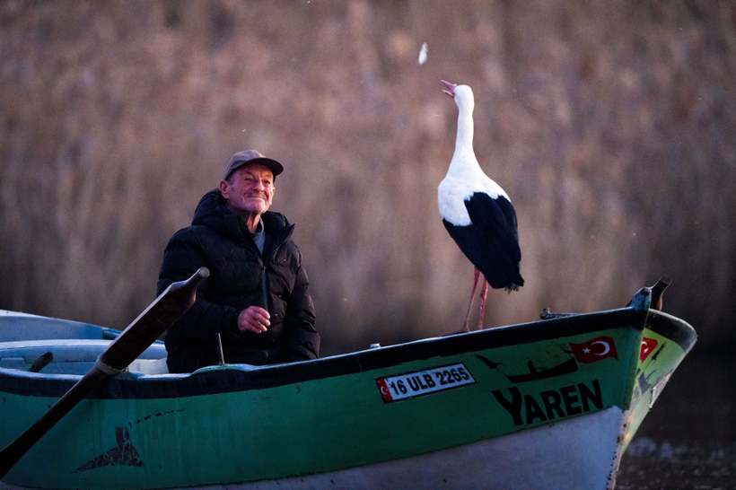Uluabat Gölü'nün vefalı ziyaretçisi Yaren Leylek, dostu Adem Yılmaz'la buluştu... - Resim: 10