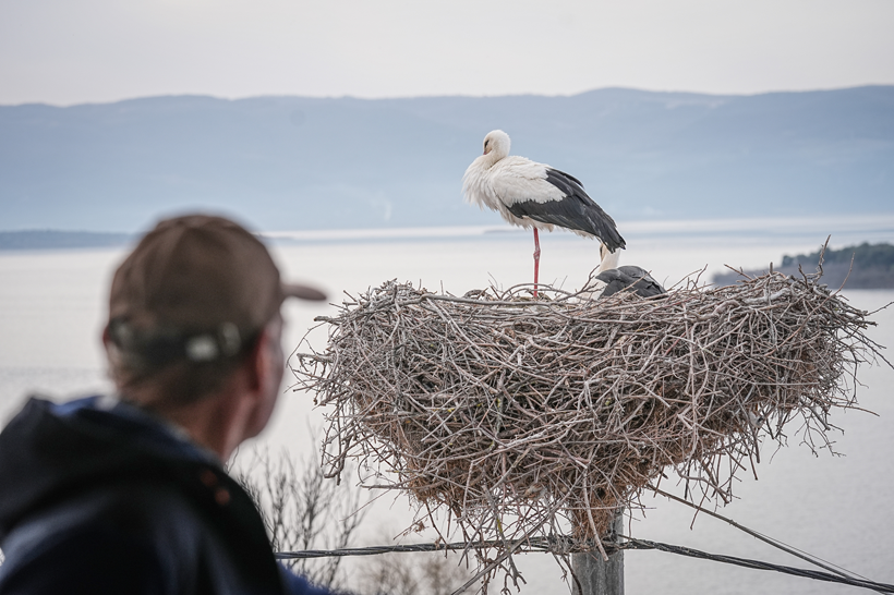 Uluabat Gölü'nün vefalı ziyaretçisi Yaren Leylek, dostu Adem Yılmaz'la buluştu... - Resim: 3