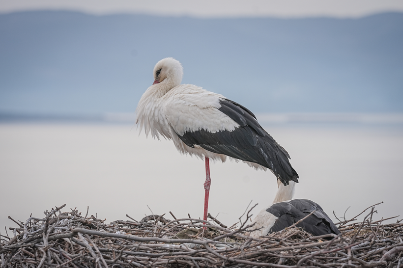 Uluabat Gölü'nün vefalı ziyaretçisi Yaren Leylek, dostu Adem Yılmaz'la buluştu... - Resim: 4