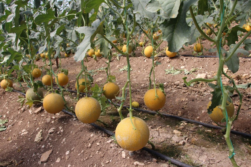"Bu mevsimde olmaz" dediler, 2 ton hasat yapıp bir hasatta 400 bin TL kazandı - Resim: 5