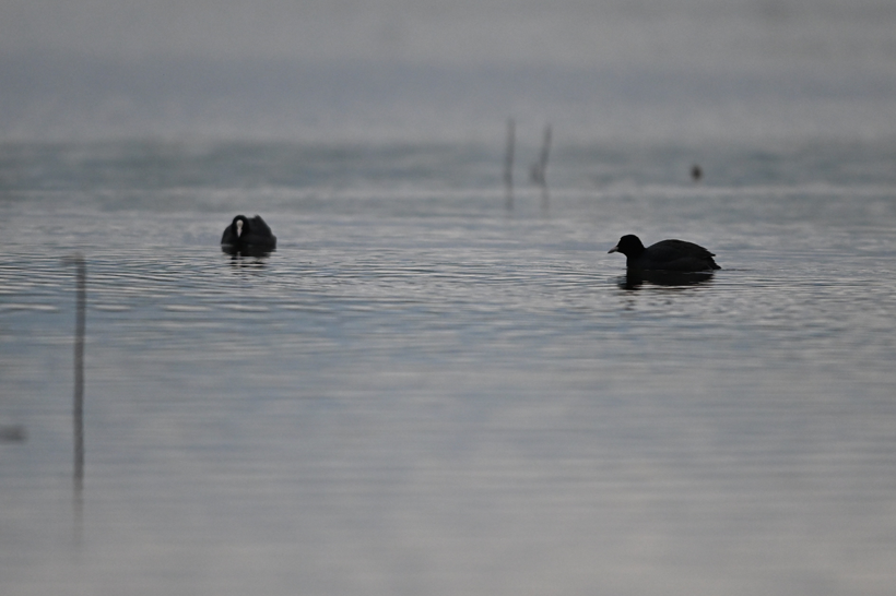 Efteni Kuş Cenneti'nden muhteşem doğa manzaraları! Doğanın keyfini çıkartmak isteyenlere yeşil rota - Resim: 6
